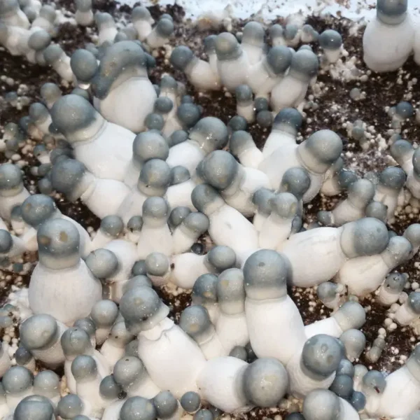 Buy Albino Penis Envy Mushroom Spores Online 