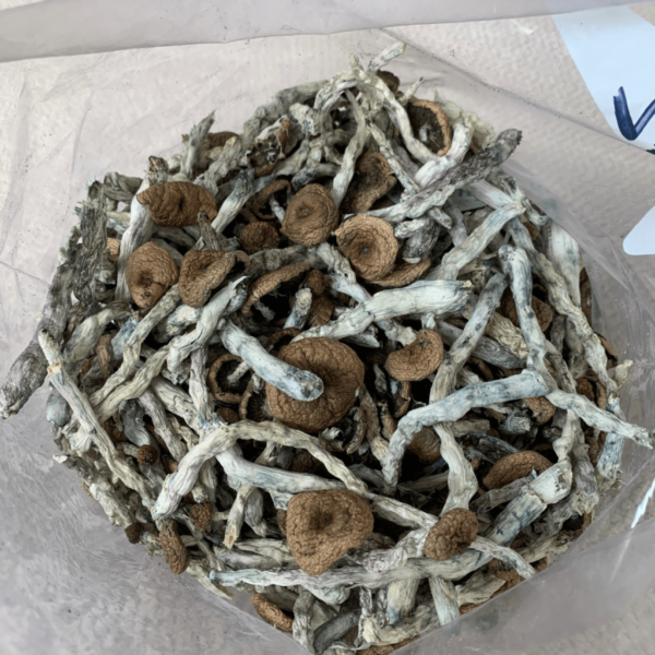 COSTA RICAN MUSHROOMS - Image 2