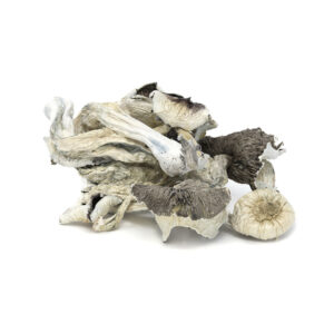 ORDER GREAT WHITE MONSTER MUSHROOM IN CALIFORNIA