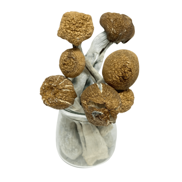 Buy Jedi Mind Fuck Shrooms online California