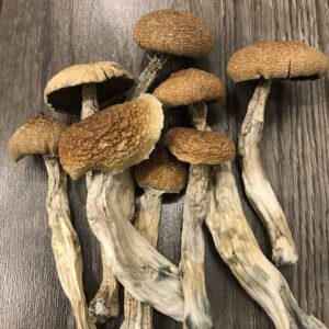 buy pes amazonian psilocybe cubensis online California