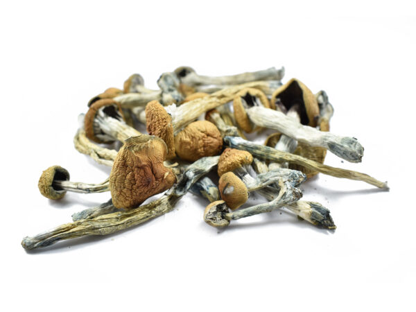 BUY PENIS ENVY MUSHROOM ONLINE - Image 2