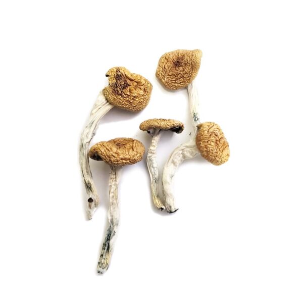 BURMA MUSHROOMS FOR SALE CALIFORNIA