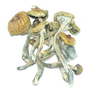 Costa Rican Mushrooms For Sale In California