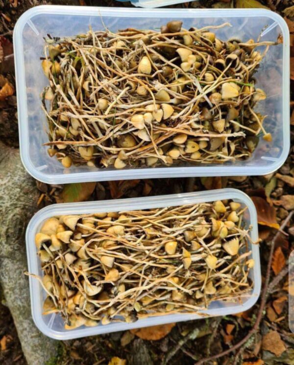 BUY LIBERTY CAPS MUSHROOM ONLINE - Image 2