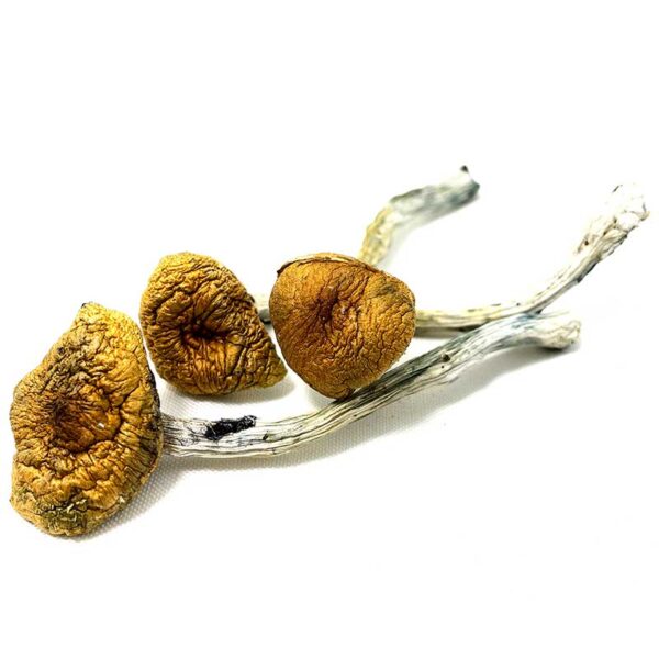 BUY HILLBILLY MUSHROOM STRAIN ONLINE - Image 2