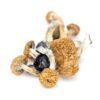 B+ CUBENSIS FOR SALE - Image 2
