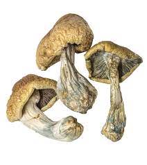 CAMBODIAN MUSHROOMS FOR SALE CALIFORNIA