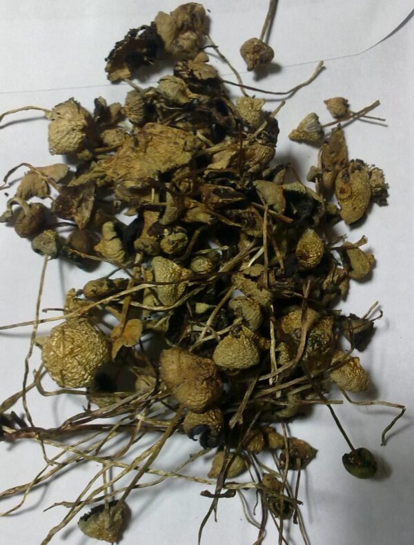 BUY LIBERTY CAPS MUSHROOM NEAR ME