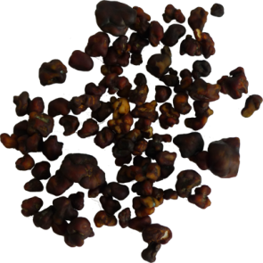  Magic Truffles Tampanensis For Sale California
