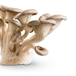 BUY OYSTER MUSHROOMS ONLINE CALIFORNIA